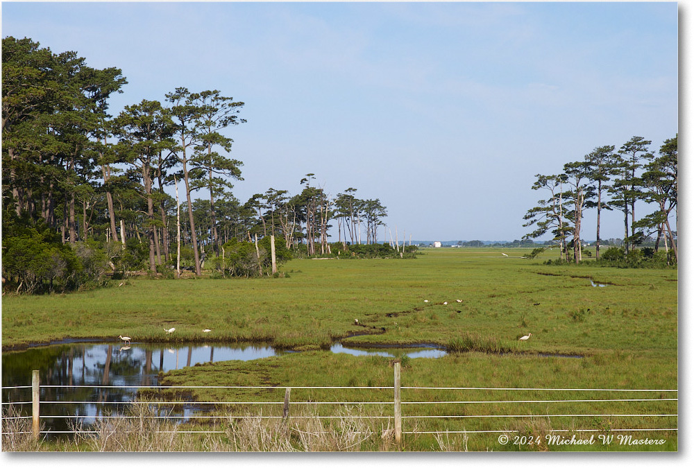 BlackDuckMarsh_ChincoNWR_2024Jun_G7X00011