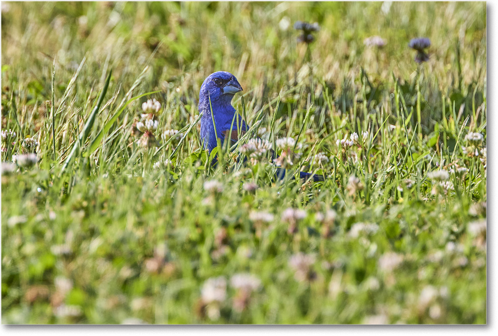 BlueGrosbeak_ChincoNWR_2024Jun_R5A23746