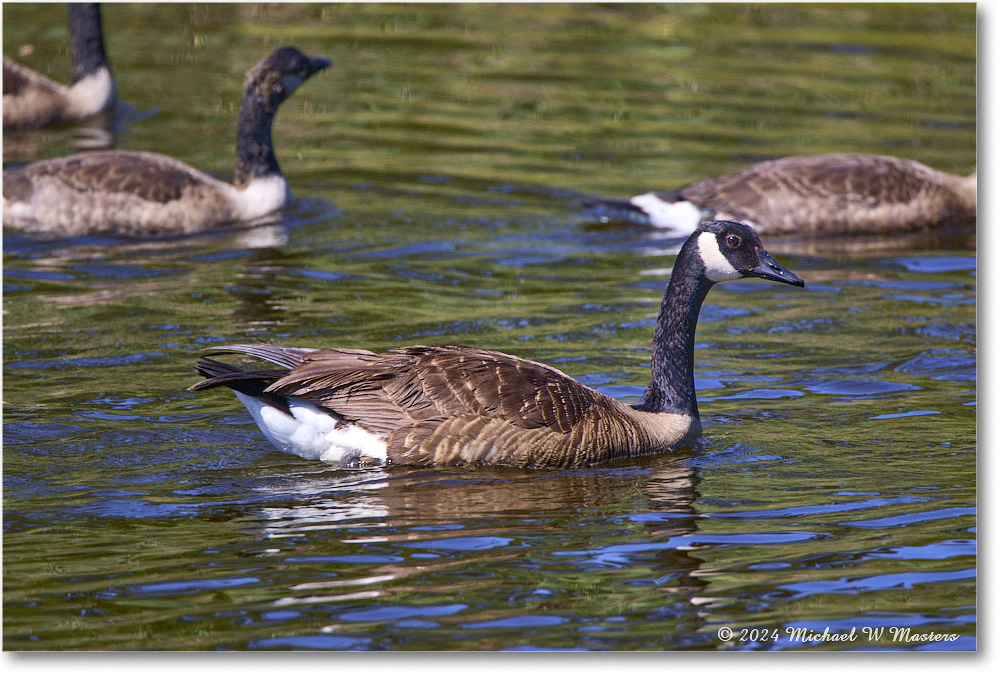 CanadaGoose_ChincoNWR_2024Jun_R5B28493