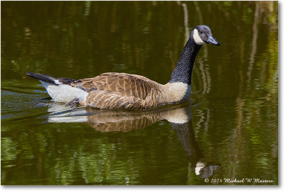 CanadaGoose_ChincoNWR_2024Jun_R5B28497