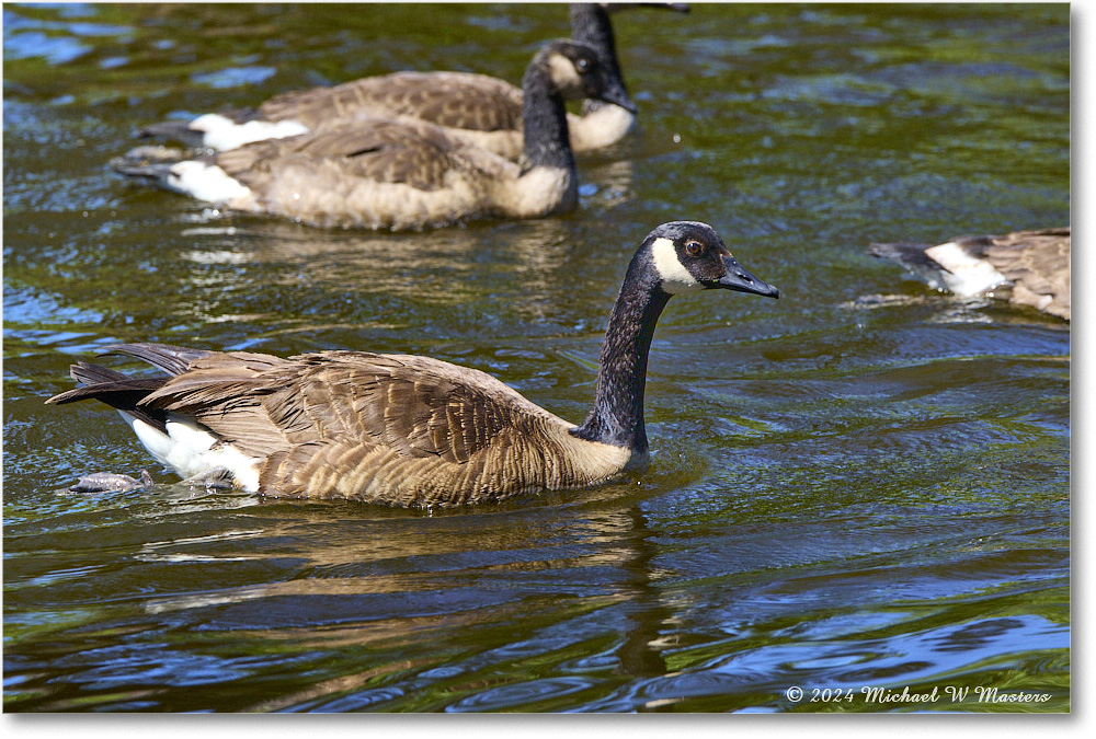 CanadaGoose_ChincoNWR_2024Jun_R5B28500