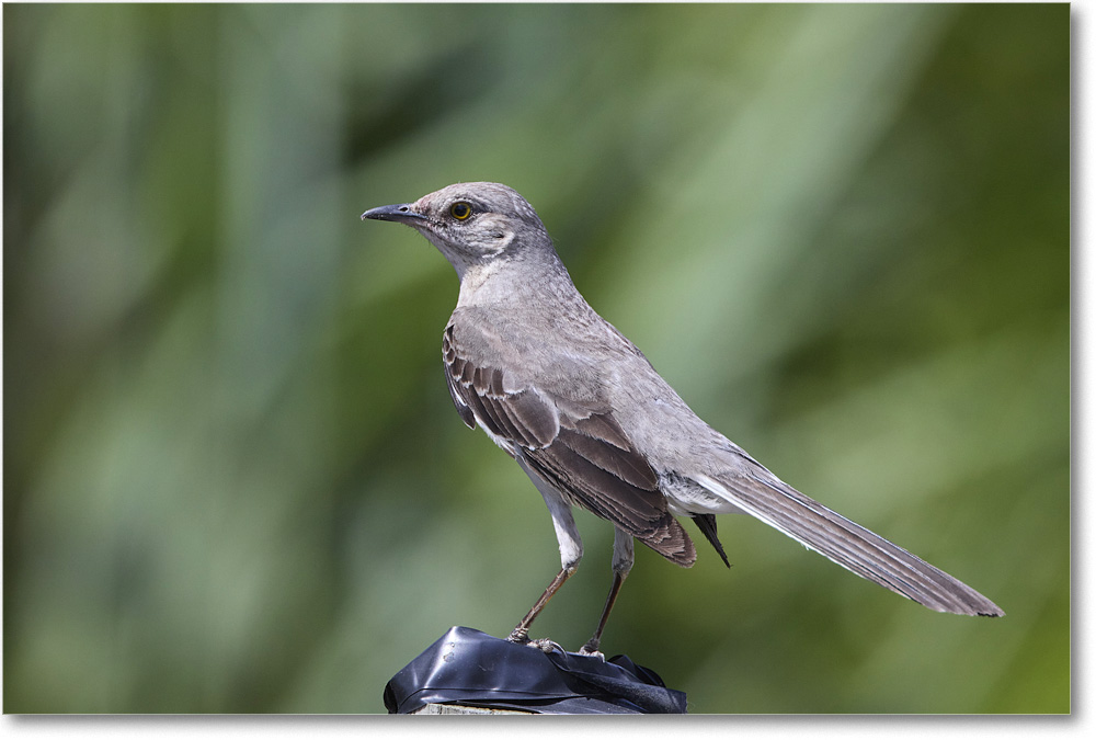 Mockingbird_OysterBay_2024Jun_R5A23563