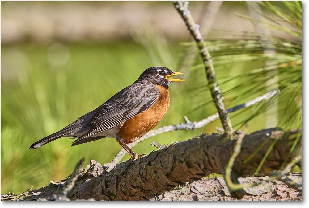 Robin_ChincoNWR_2024Jun_R5A23569