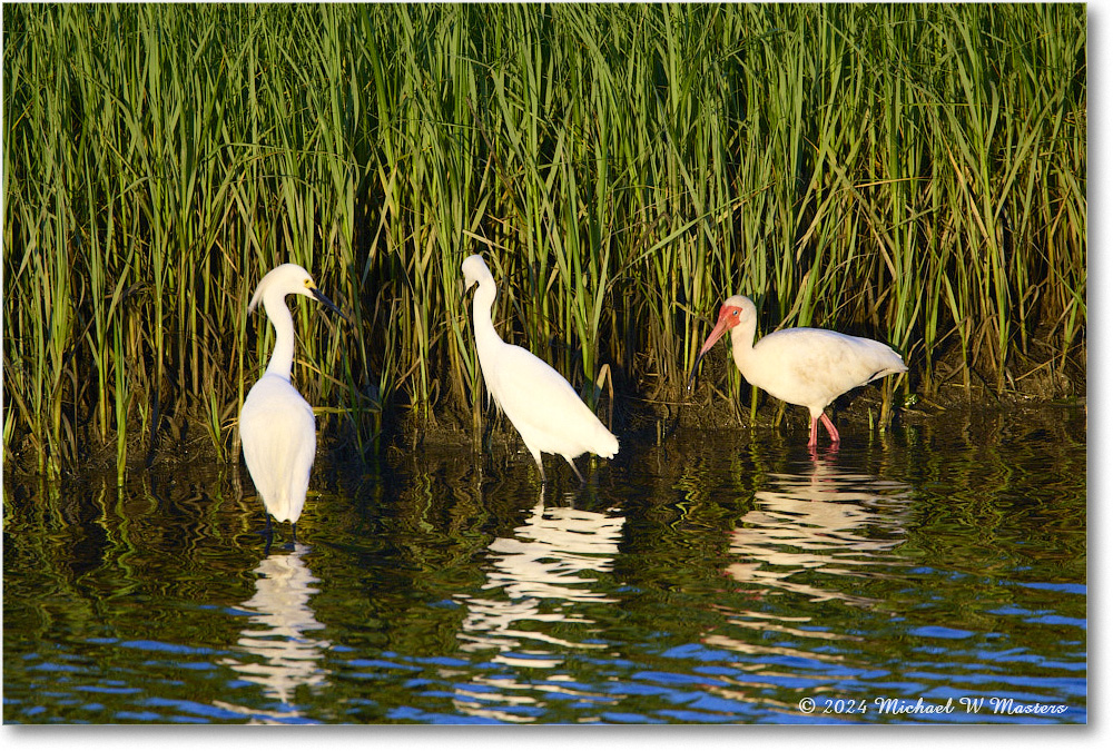 Snowy&Ibis_ChincoNWR_2024Jun_R5B28046 copy