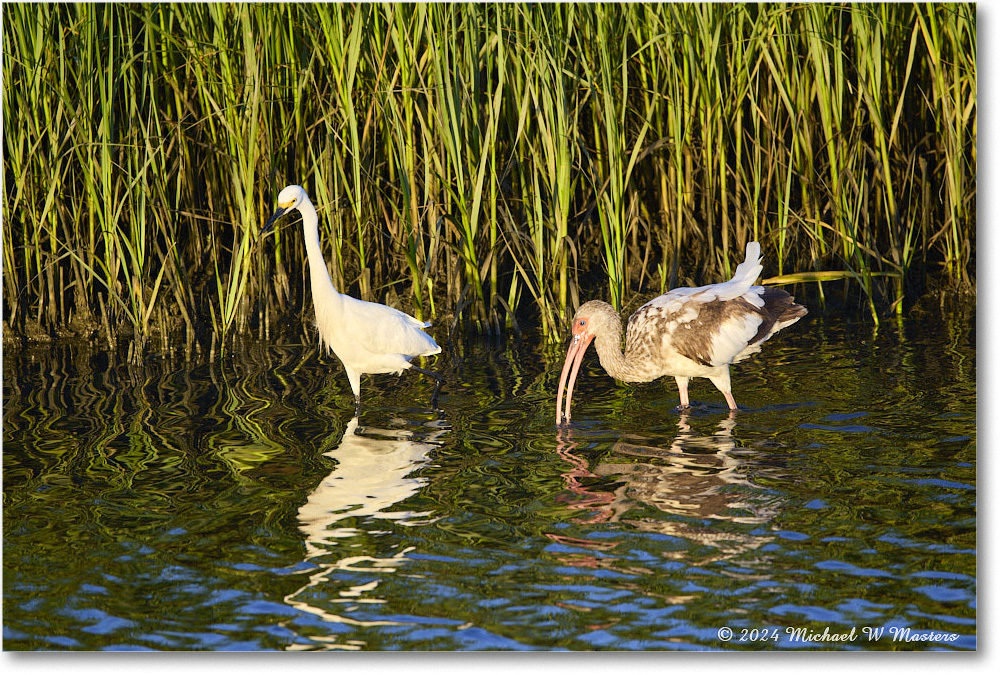 Snowy&Ibis_ChincoNWR_2024Jun_R5B28055