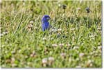 BlueGrosbeak_ChincoNWR_2024Jun_R5A23746