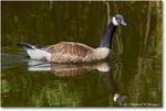 CanadaGoose_ChincoNWR_2024Jun_R5B28497