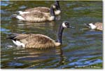 CanadaGoose_ChincoNWR_2024Jun_R5B28500