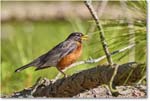 Robin_ChincoNWR_2024Jun_R5A23569