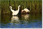 Snowy&Ibis_ChincoNWR_2024Jun_R5B28047