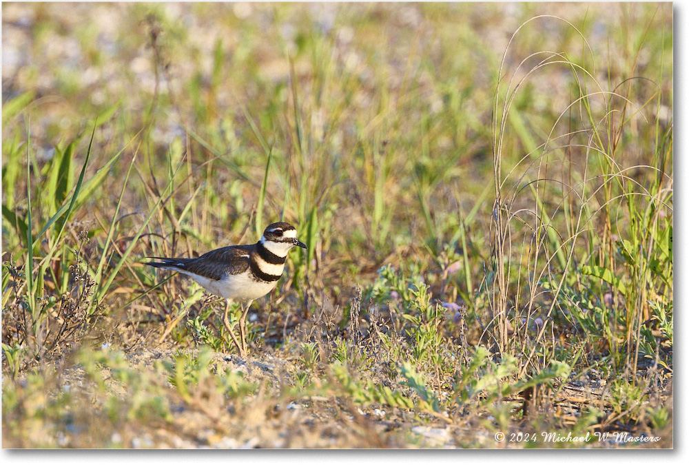 Killdeer_ChincoNWR_2024Jun_R5A24363