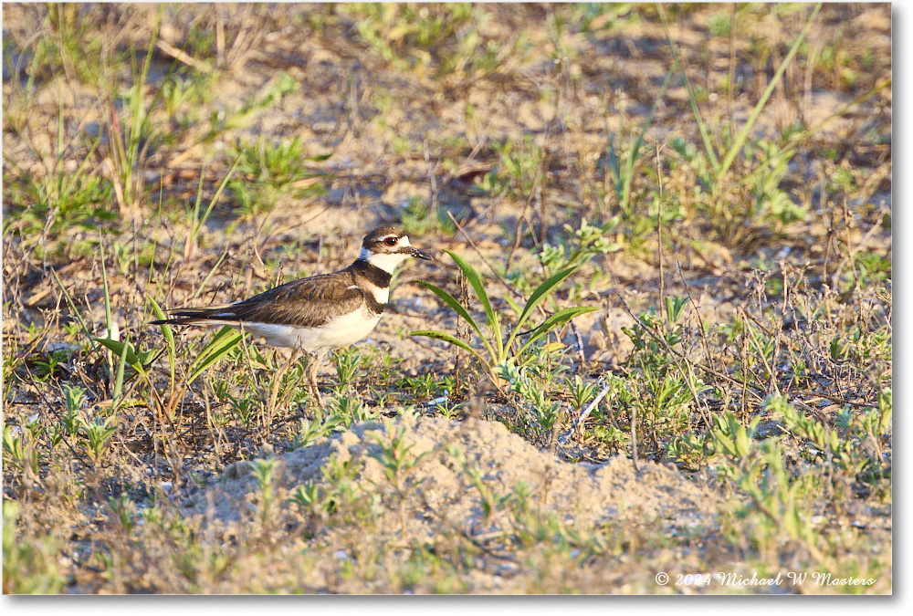 Killdeer_ChincoNWR_2024Jun_R5A24369