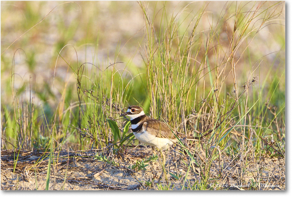 Killdeer_ChincoNWR_2024Jun_R5A24375