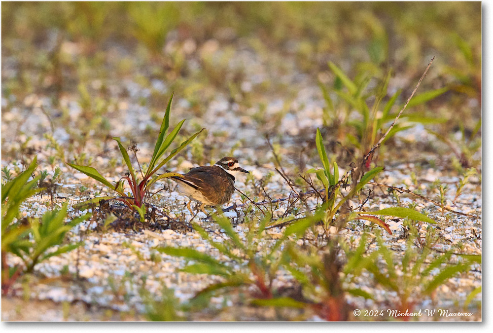 Killdeer_ChincoNWR_2024Jun_R5B29969