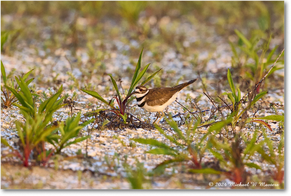 Killdeer_ChincoNWR_2024Jun_R5B29974