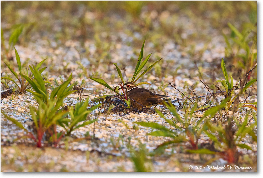 Killdeer_ChincoNWR_2024Jun_R5B29976