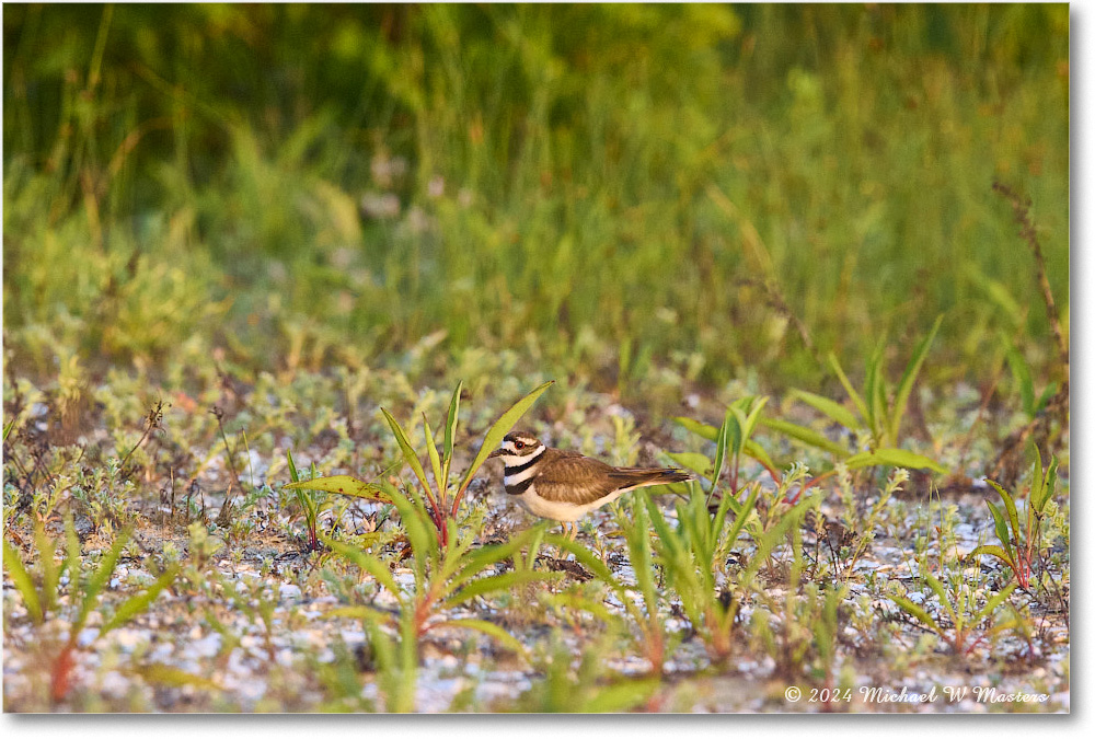 Killdeer_ChincoNWR_2024Jun_R5B29985