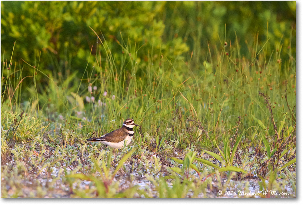 Killdeer_ChincoNWR_2024Jun_R5B29994