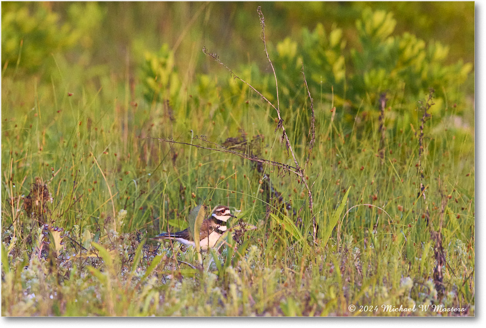 Killdeer_ChincoNWR_2024Jun_R5B29998