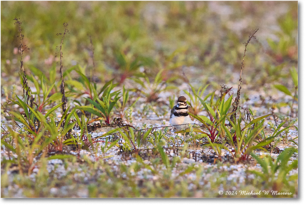 Killdeer_ChincoNWR_2024Jun_R5B30002