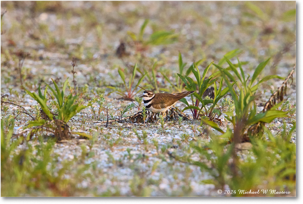 Killdeer_ChincoNWR_2024Jun_R5B30015