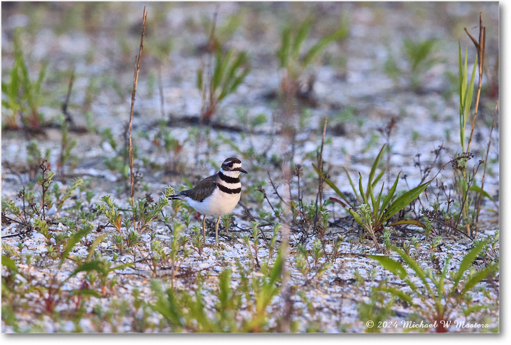 Killdeer_ChincoNWR_2024Jun_R5B30019