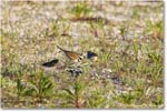 Killdeer_ChincoNWR_2024Jun_R5A24345