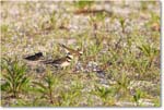 Killdeer_ChincoNWR_2024Jun_R5A24350