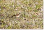 Killdeer_ChincoNWR_2024Jun_R5A24352