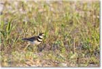 Killdeer_ChincoNWR_2024Jun_R5A24363