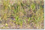 Killdeer_ChincoNWR_2024Jun_R5A24367