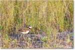 Killdeer_ChincoNWR_2024Jun_R5A24372