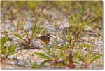 Killdeer_ChincoNWR_2024Jun_R5B29969