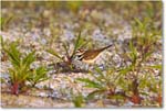 Killdeer_ChincoNWR_2024Jun_R5B29974