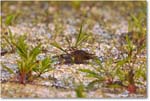 Killdeer_ChincoNWR_2024Jun_R5B29976