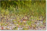 Killdeer_ChincoNWR_2024Jun_R5B29985