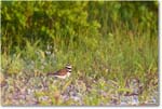 Killdeer_ChincoNWR_2024Jun_R5B29994