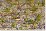 Killdeer_ChincoNWR_2024Jun_R5B30009