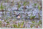 Killdeer_ChincoNWR_2024Jun_R5B30019