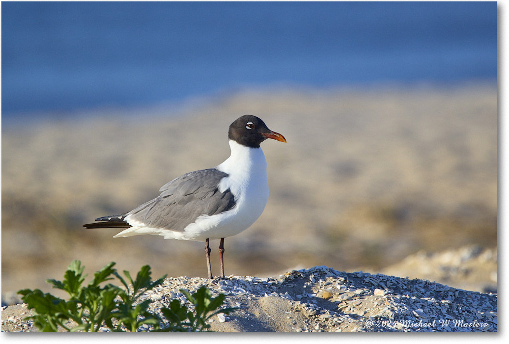 LaughingGull_ChincoNWR_2024Jun_R5B28128