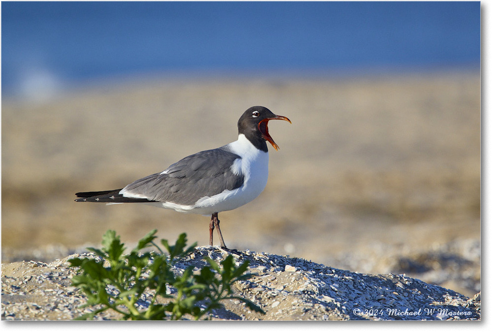 LaughingGull_ChincoNWR_2024Jun_R5B28130