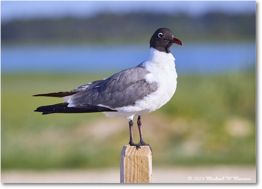 LaughingGull_ChincoNWR_2024Jun_R5B28241