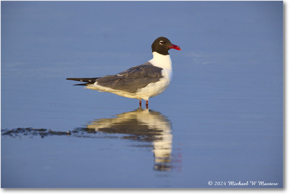 LaughingGull_ChincoNWR_2024Jun_R5B30039