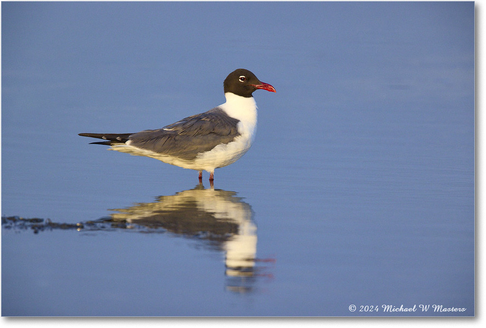 LaughingGull_ChincoNWR_2024Jun_R5B30042