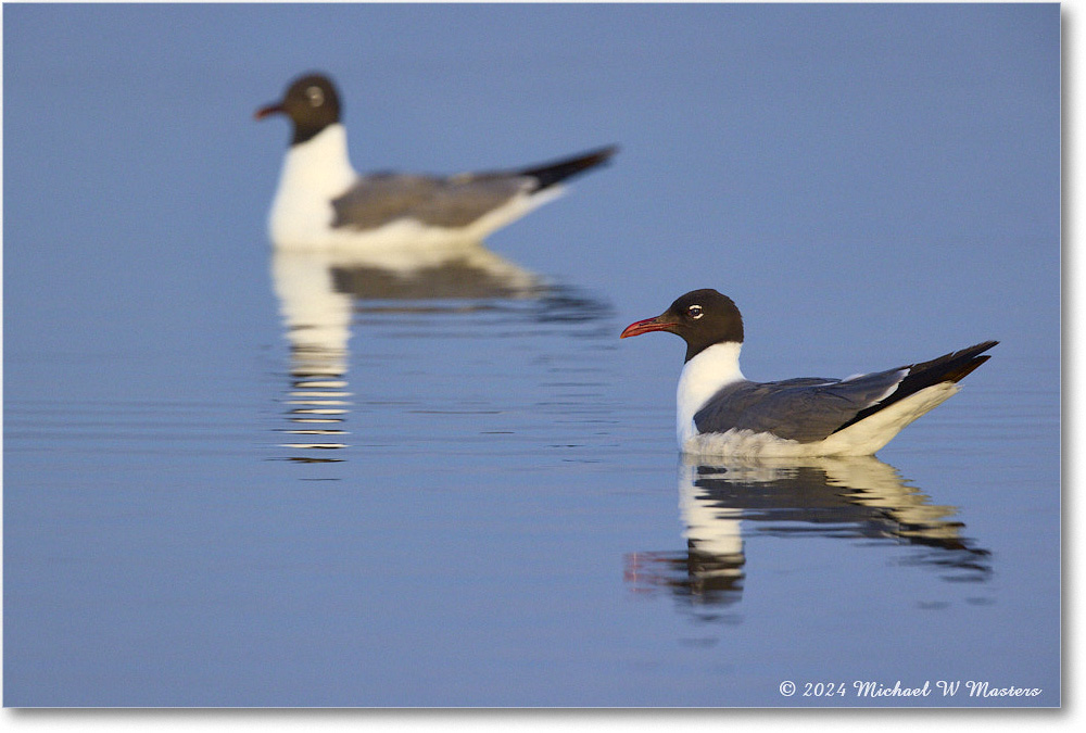 LaughingGull_ChincoNWR_2024Jun_R5B30050