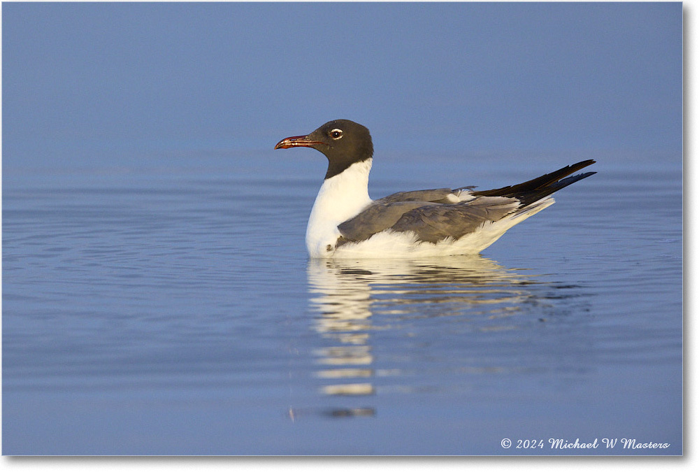 LaughingGull_ChincoNWR_2024Jun_R5B30066