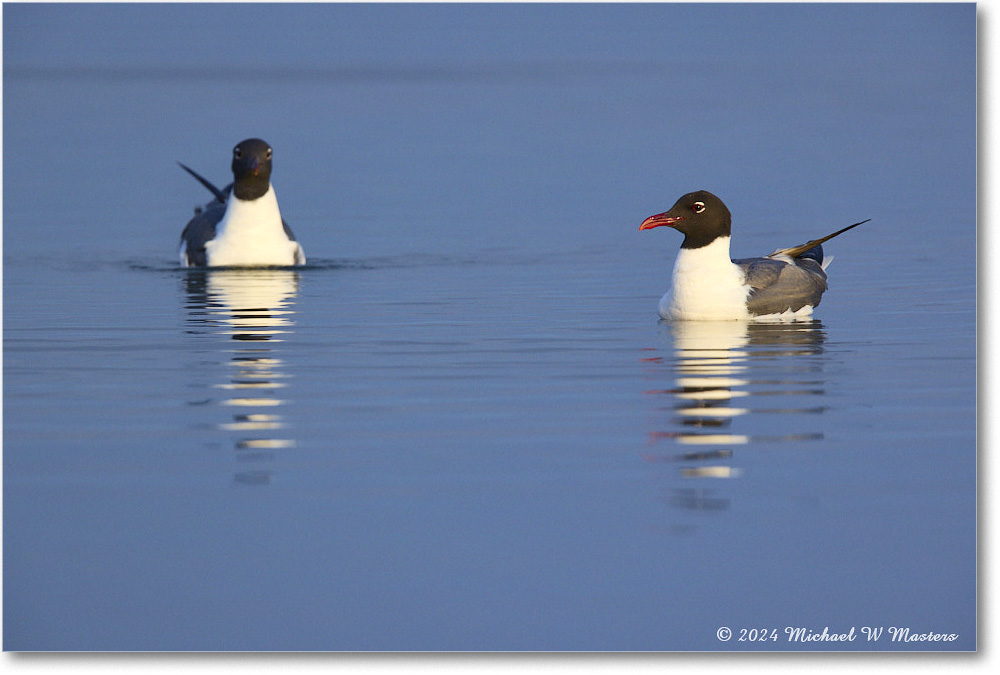 LaughingGull_ChincoNWR_2024Jun_R5B30067