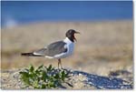 LaughingGull_ChincoNWR_2024Jun_R5B28130