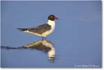 LaughingGull_ChincoNWR_2024Jun_R5B30042