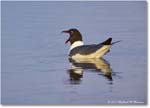 LaughingGull_ChincoNWR_2024Jun_R5B30048